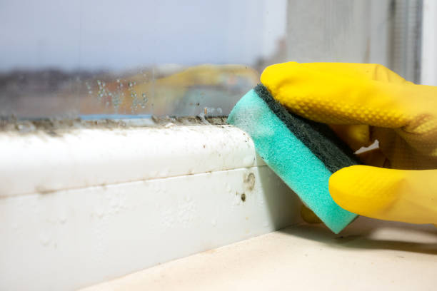 Best Localized Mold Remediation (e.g., coastal areas, humid climates) in Roswell, GA