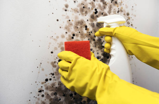 Best Black Mold Remediation in Roswell, GA