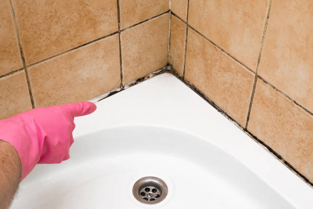 Best DIY Mold Remediation Support Services in Roswell, GA