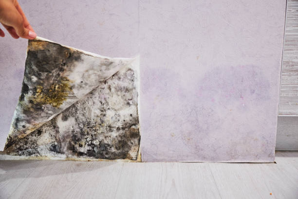 Best Residential Mold Remediation in Roswell, GA